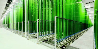 Industriell algeproduksjon i fotobioreaktorer