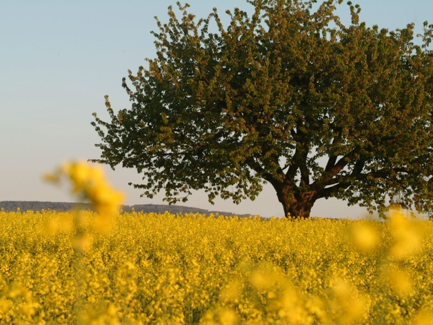 Kirsebærtre omgitt av blomstrende raps.
