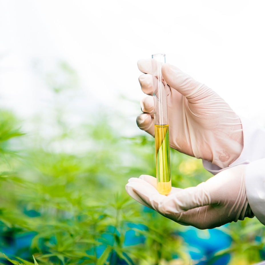 Eterisk cannabisolje i glassflaske
